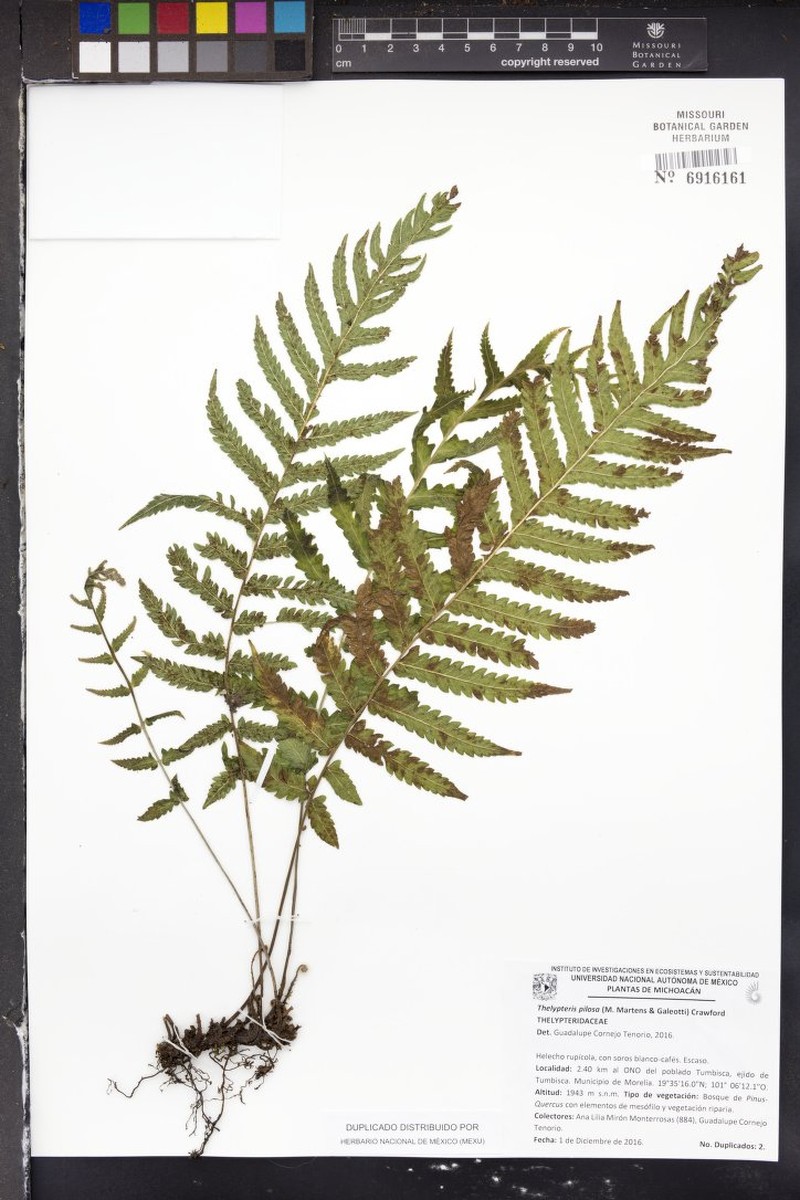 Softhairy Maiden Fern photo 3