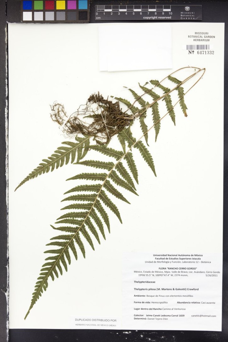 Softhairy Maiden Fern photo 4