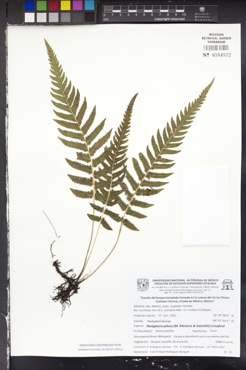 Softhairy Maiden Fern photo 5