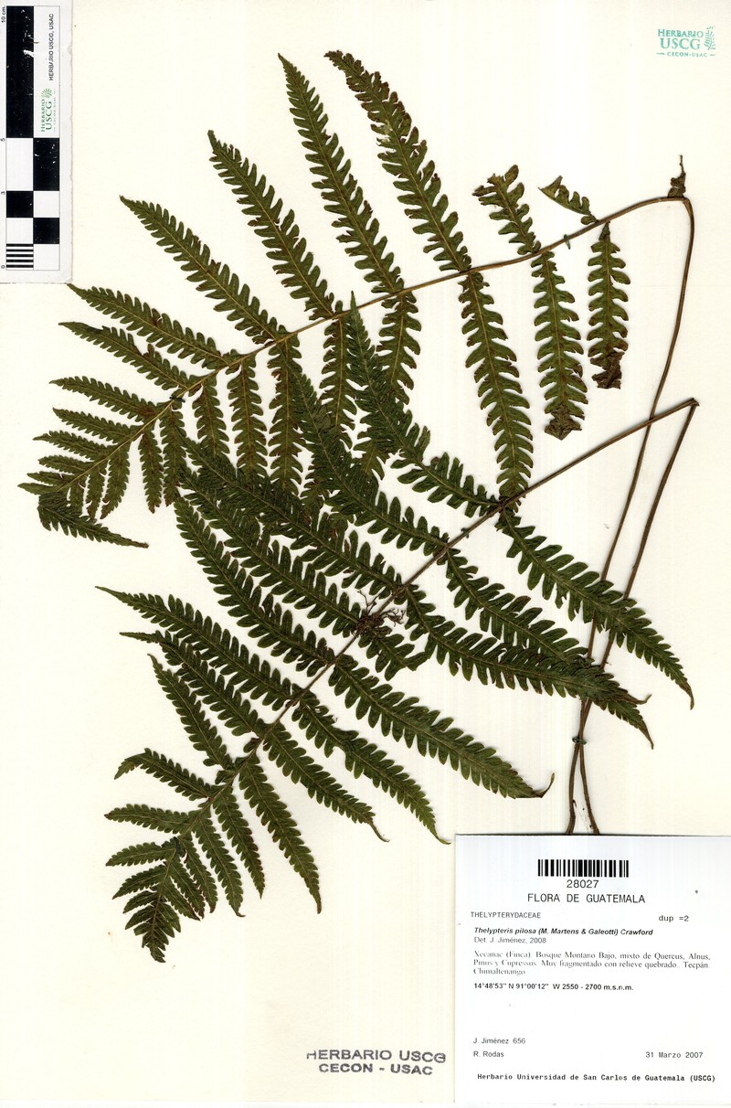 Softhairy Maiden Fern photo 6