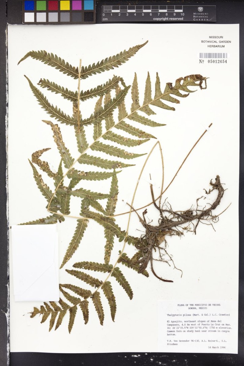 Softhairy Maiden Fern photo 7