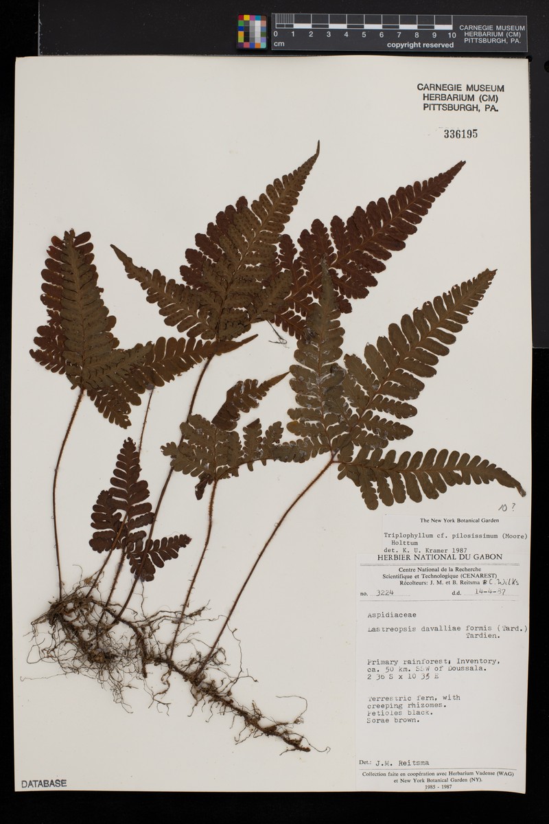 Thelypteris pilosissima