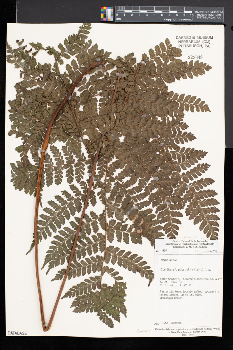 Thelypteris pilosissima photo 2