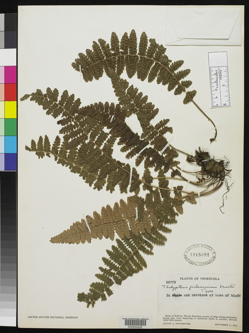 Thelypteris pilosissima photo 3