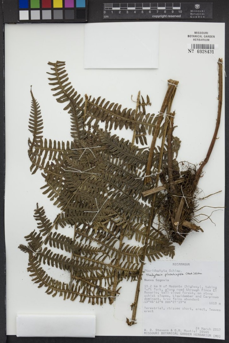 Thelypteris pilosohispida