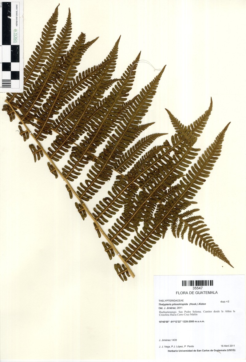 Thelypteris pilosohispida photo 2