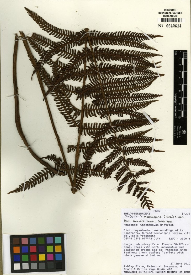 Thelypteris pilosohispida photo 3