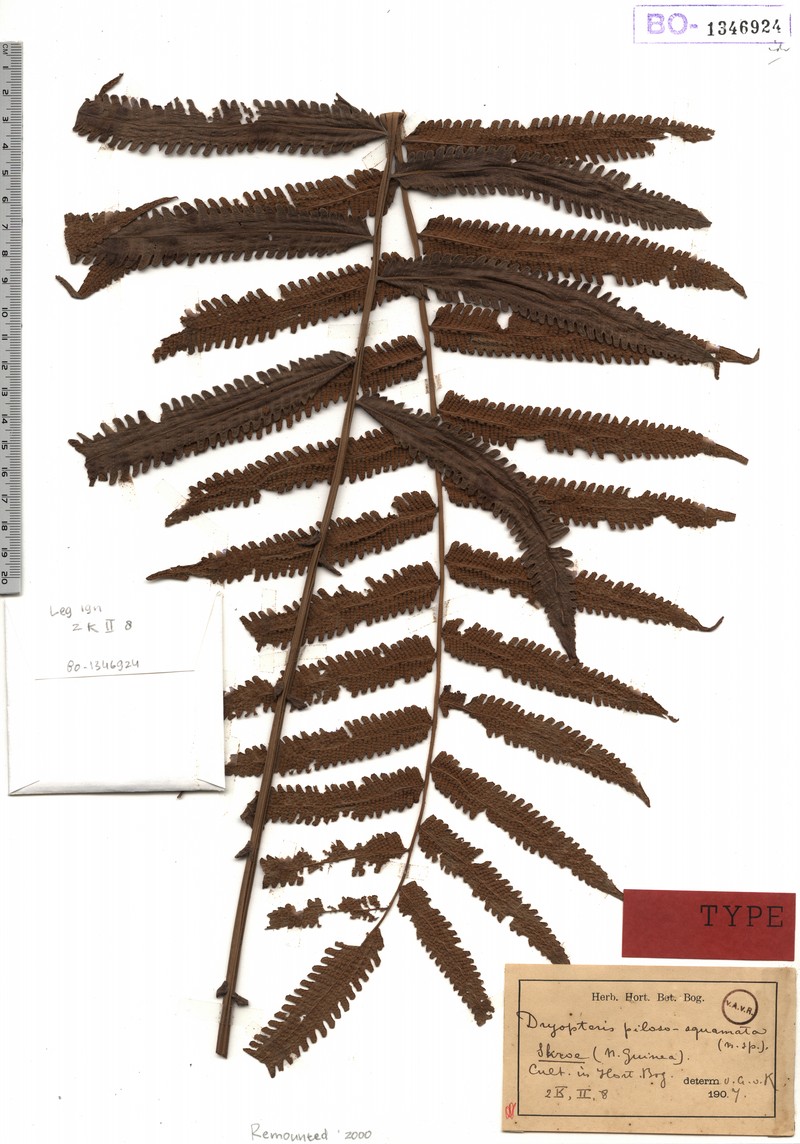 Thelypteris pilososquamata