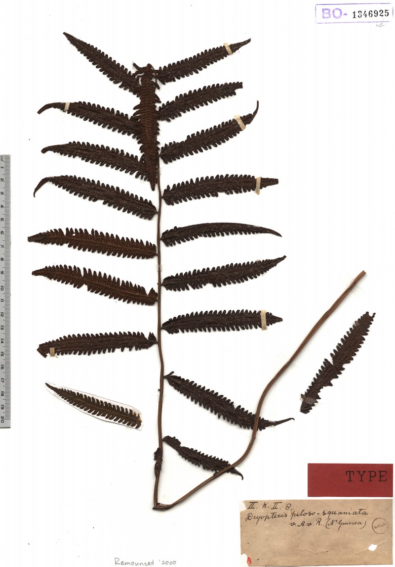 Thelypteris pilososquamata photo 2