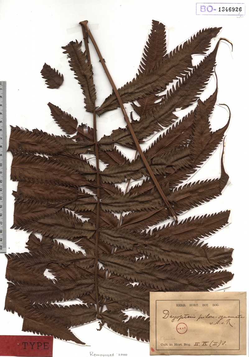 Thelypteris pilososquamata photo 3