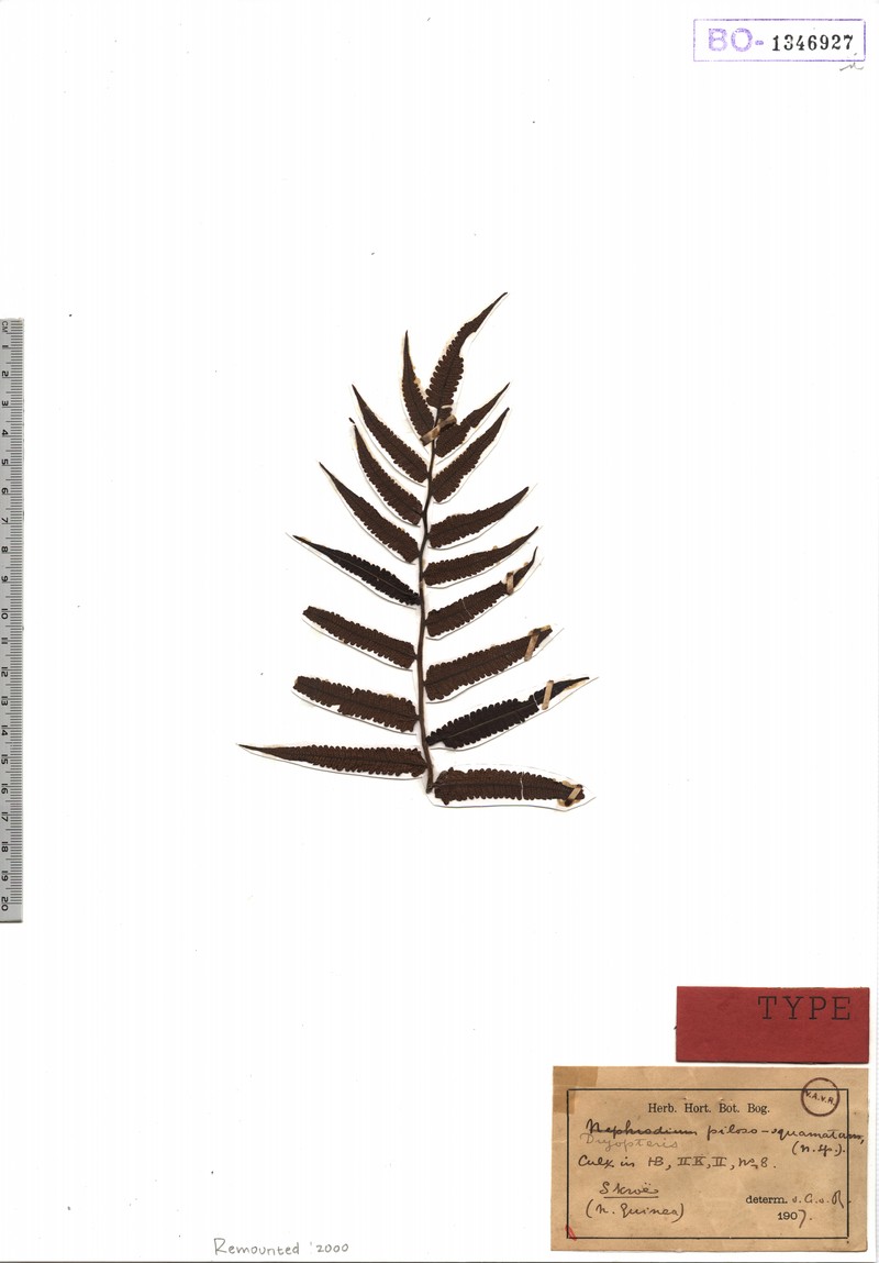 Thelypteris pilososquamata photo 4