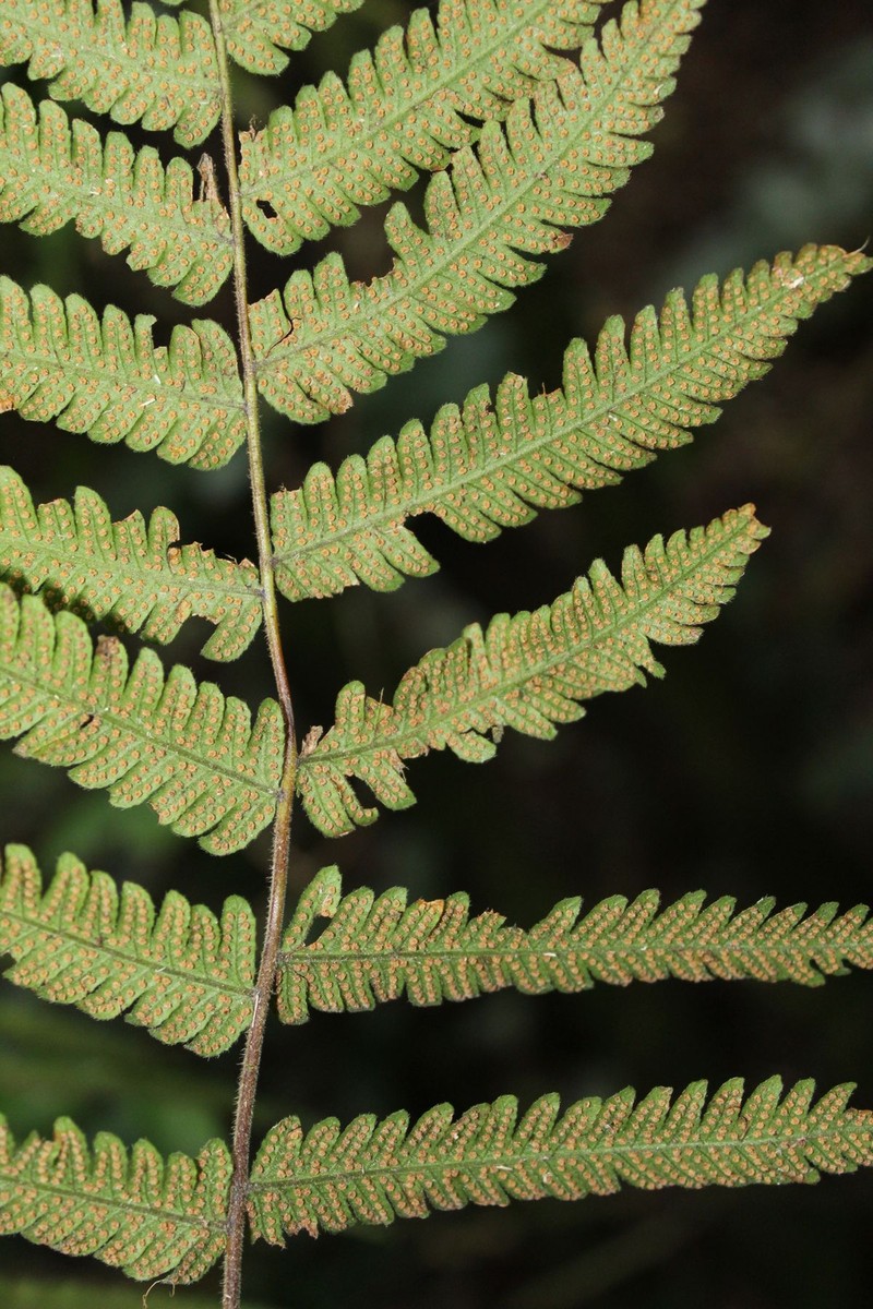 Thelypteris pilosula