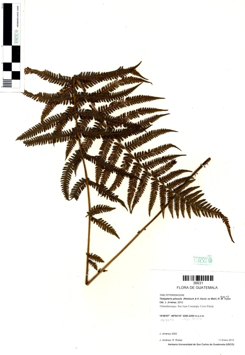 Thelypteris pilosula photo 2