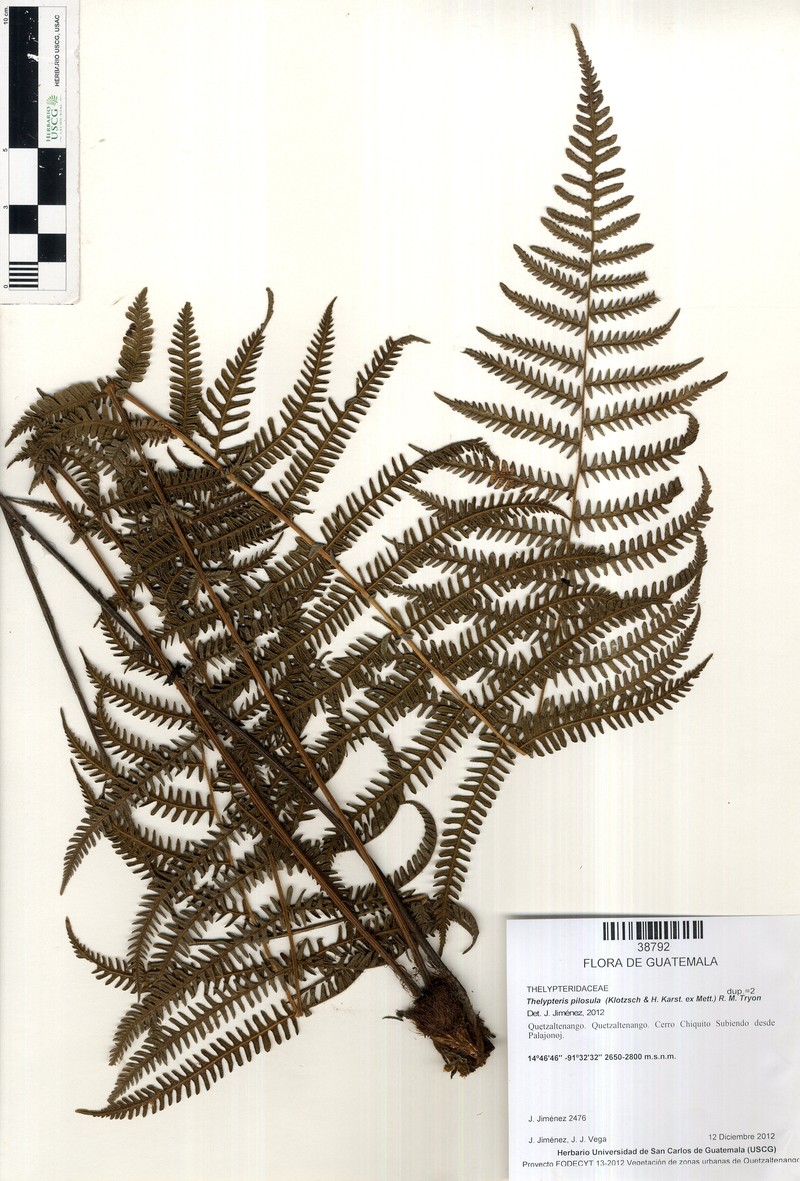 Thelypteris pilosula photo 3