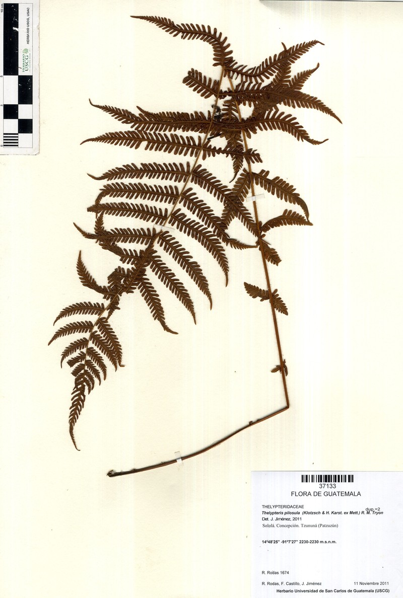Thelypteris pilosula photo 4