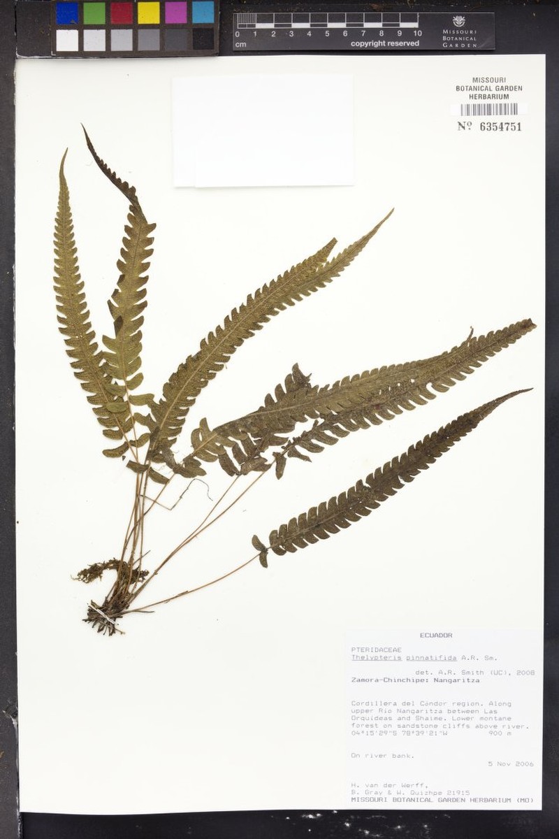 Thelypteris pinnatifida