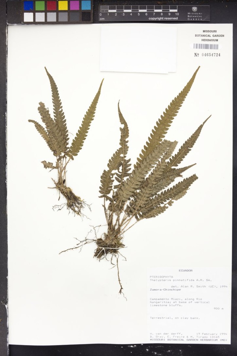 Thelypteris pinnatifida photo 2