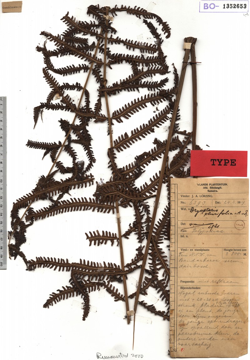 Thelypteris plurifolia