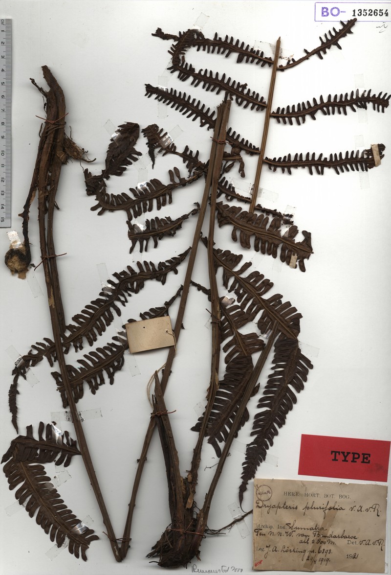 Thelypteris plurifolia photo 2