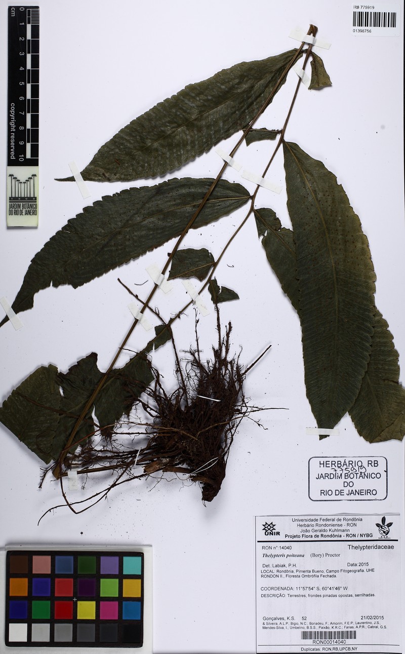 Darkgreen Maiden Fern