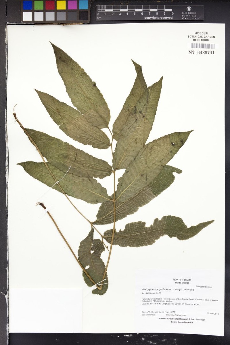 Darkgreen Maiden Fern photo 2