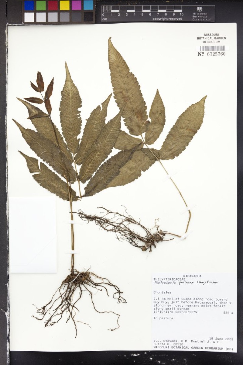 Darkgreen Maiden Fern photo 3