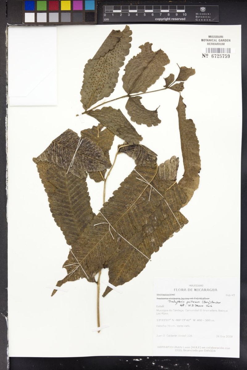 Darkgreen Maiden Fern photo 5