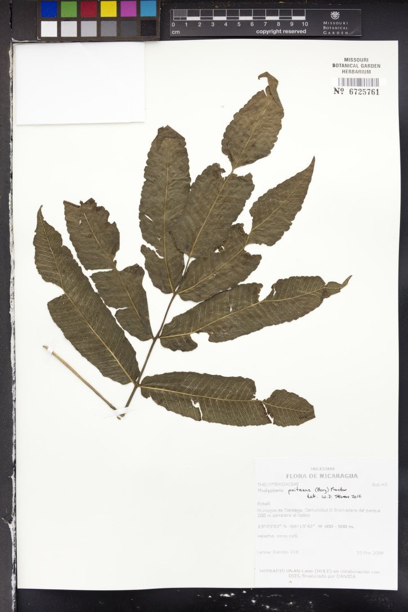 Darkgreen Maiden Fern photo 6