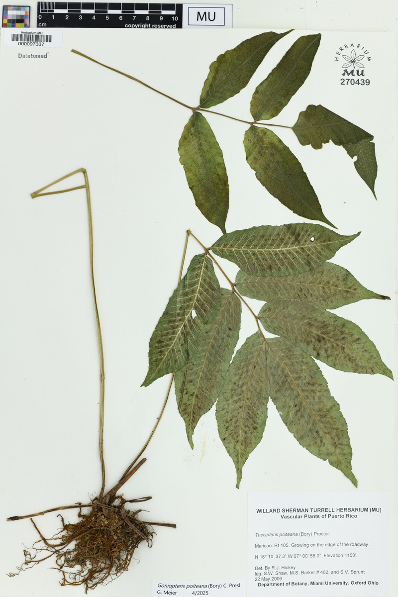 Darkgreen Maiden Fern photo 7