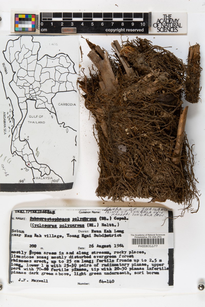 Thelypteris polycarpos
