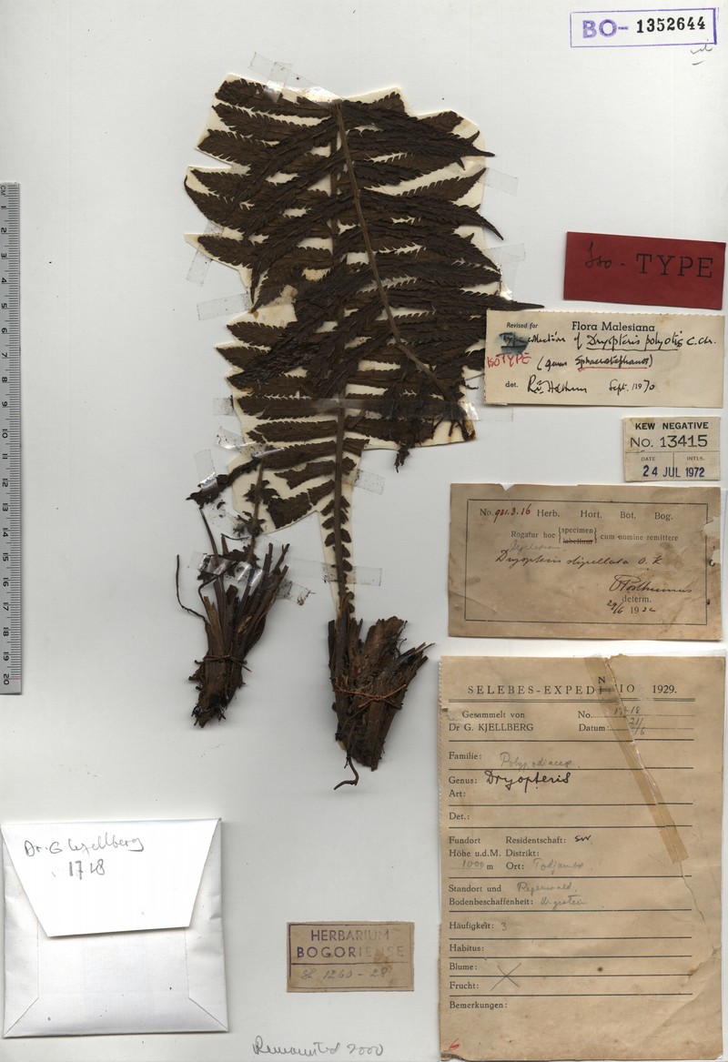 Thelypteris polyotis