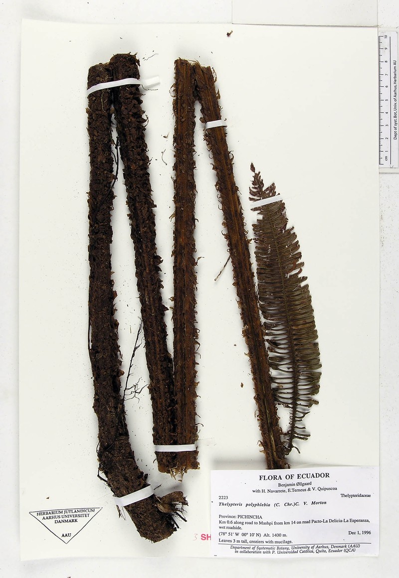 Thelypteris polyphlebia