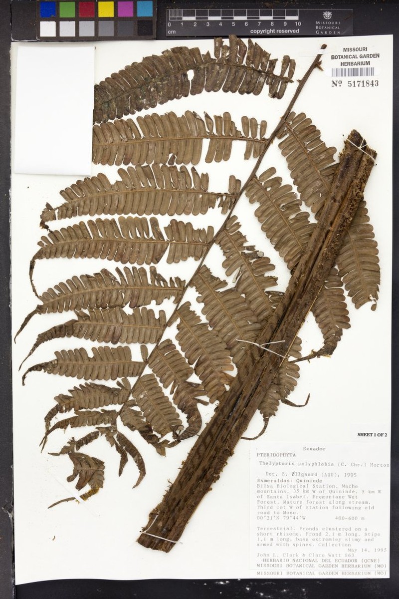 Thelypteris polyphlebia photo 2