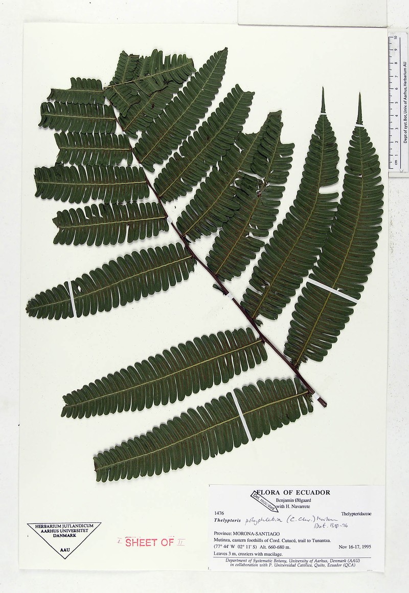 Thelypteris polyphlebia photo 4