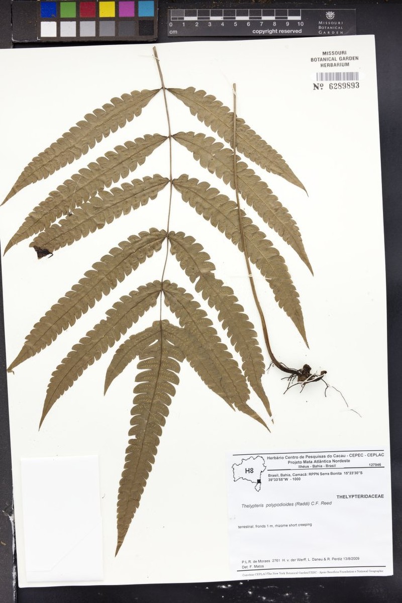 Thelypteris polypodioides
