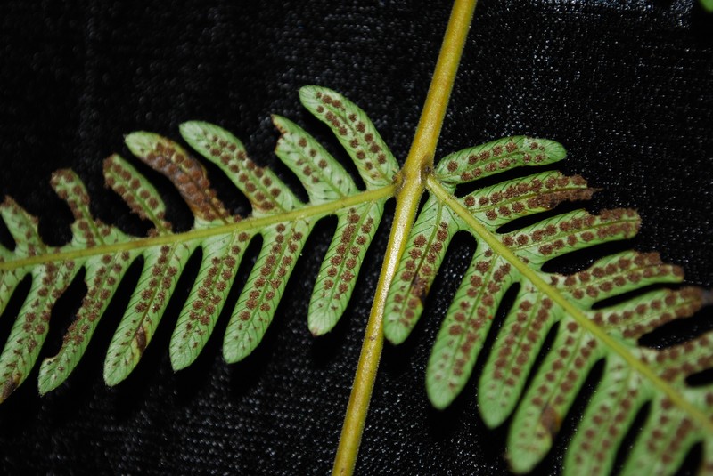 Ponape Maiden Fern photo 2