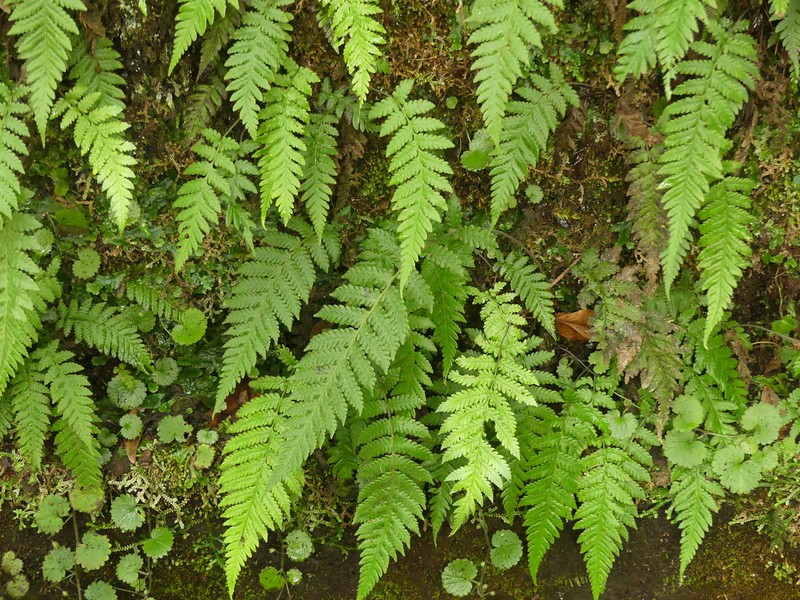 Thelypteris pozoi photo 2