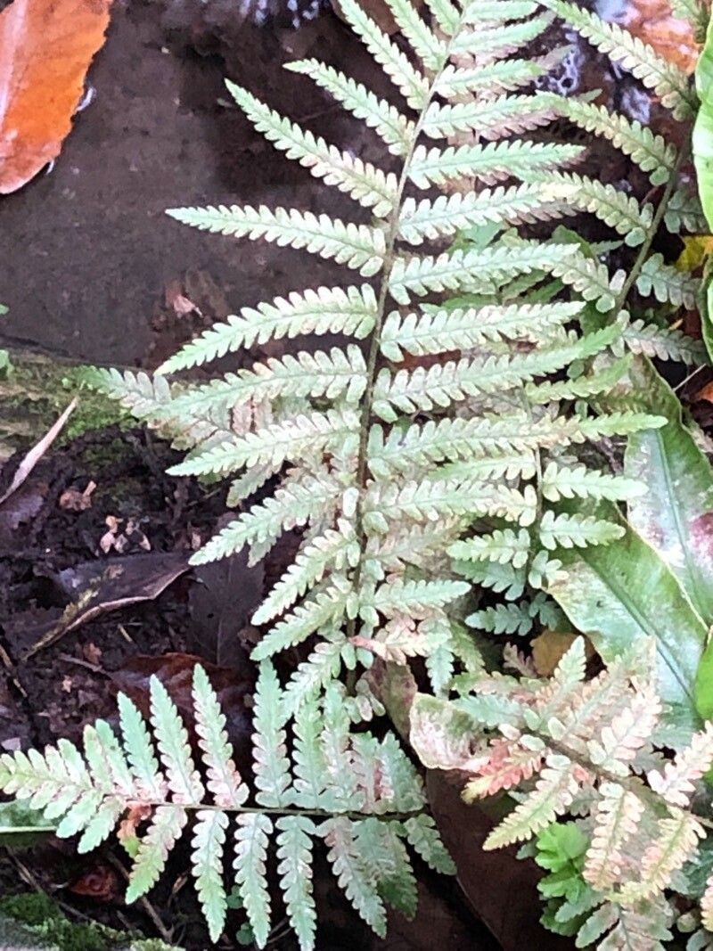 Thelypteris pozoi photo 3