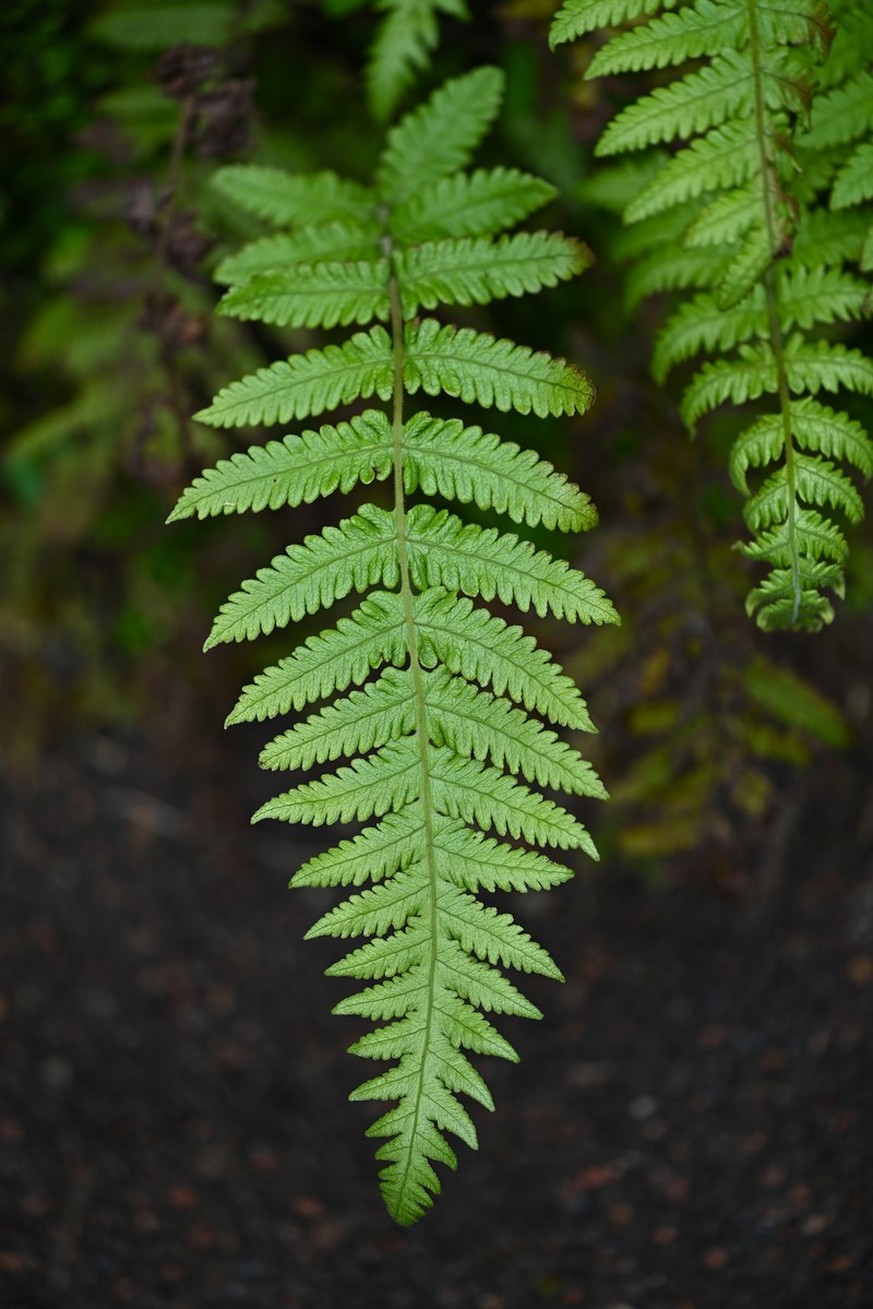 Thelypteris pozoi