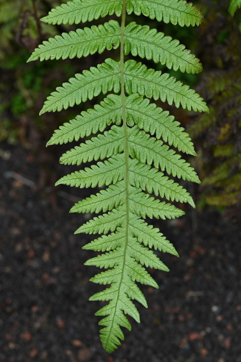 Thelypteris pozoi photo 4