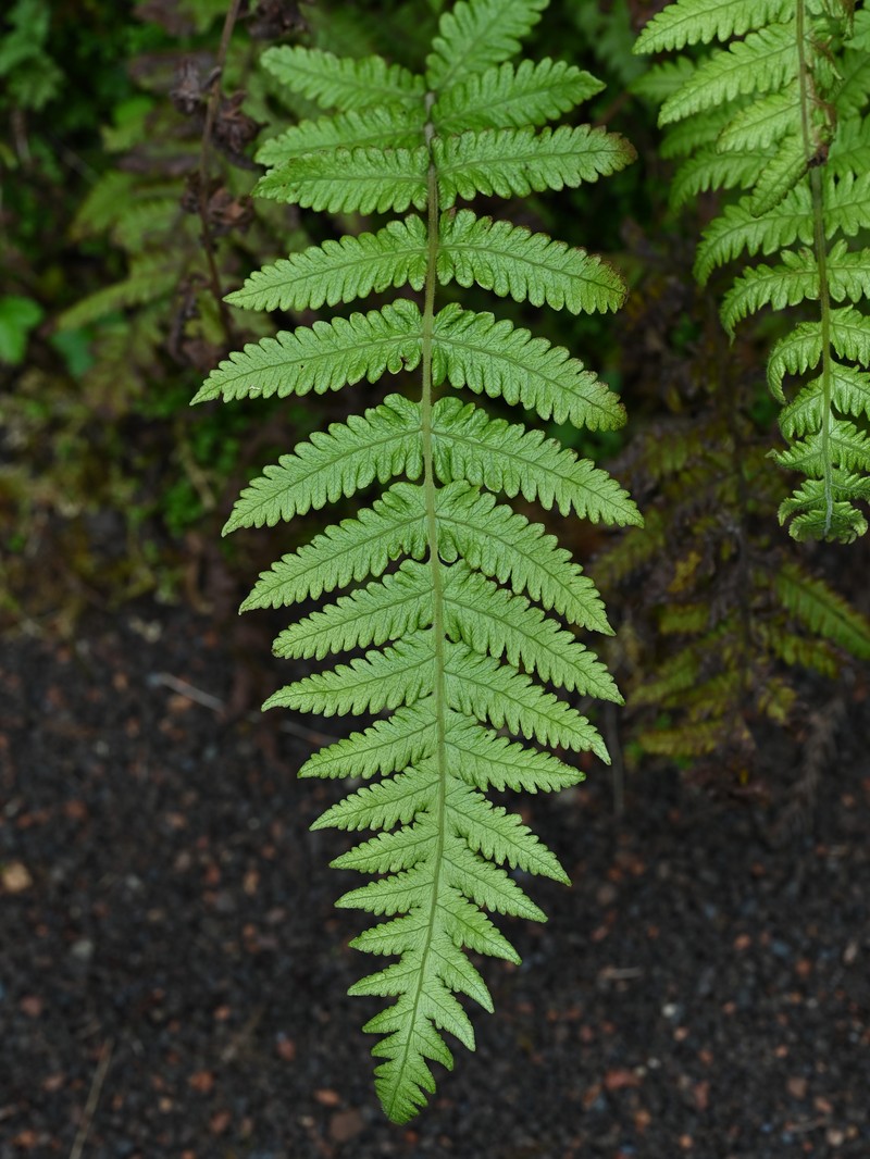 Thelypteris pozoi photo 5