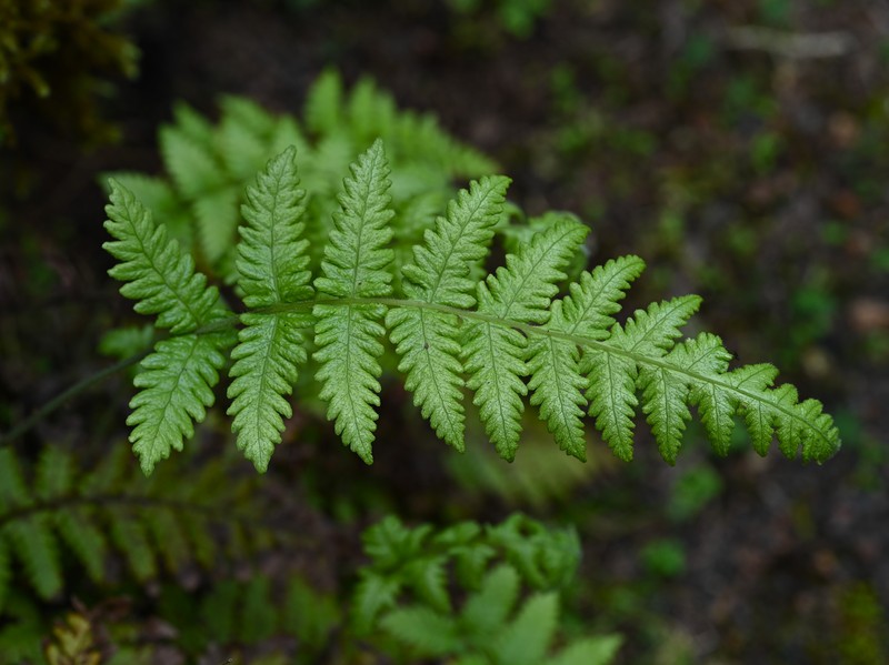 Thelypteris pozoi photo 6