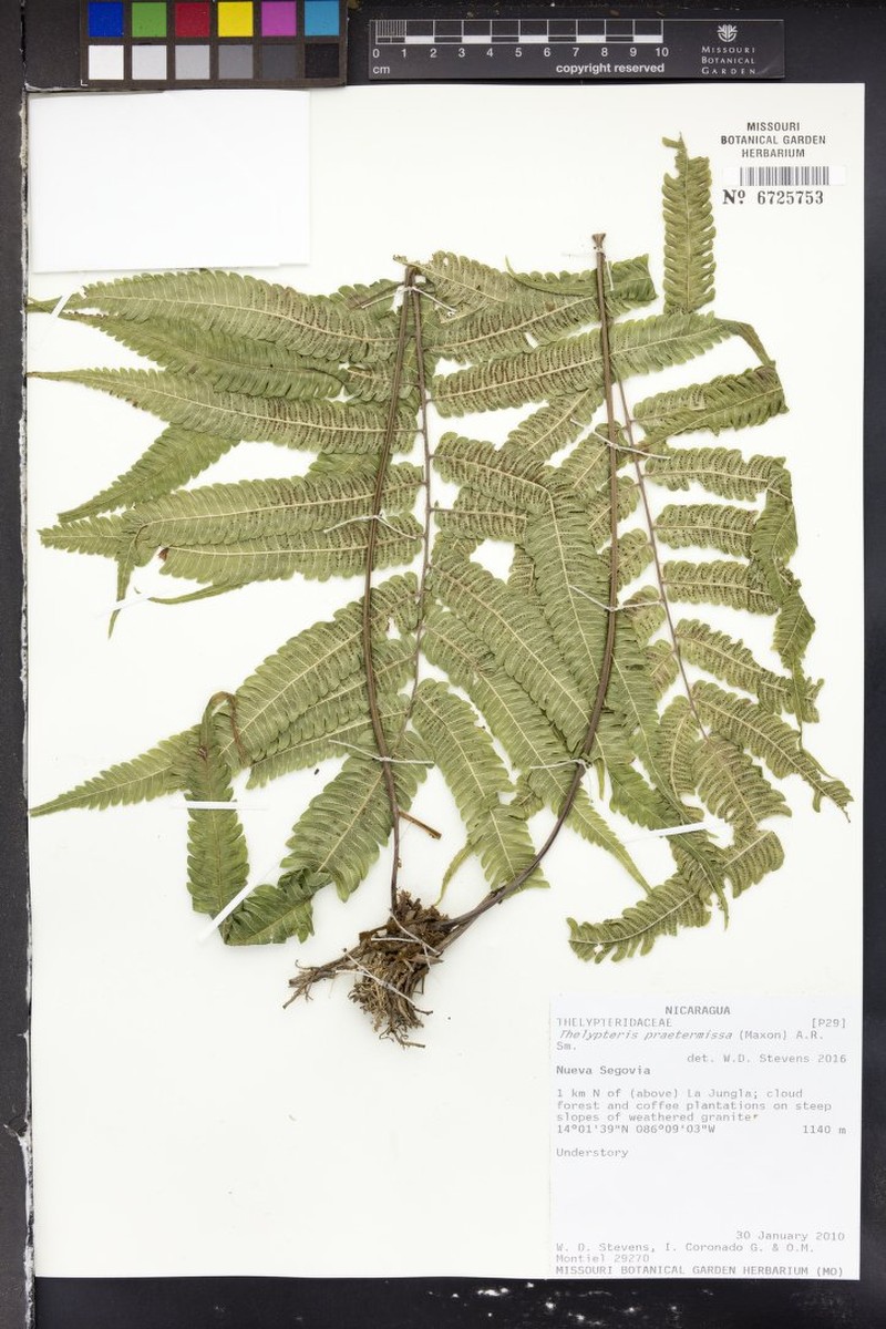 Thelypteris praetermissa