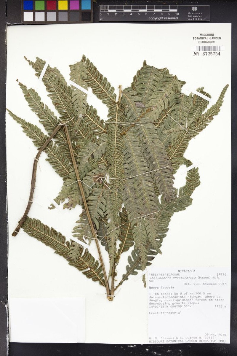 Thelypteris praetermissa photo 2
