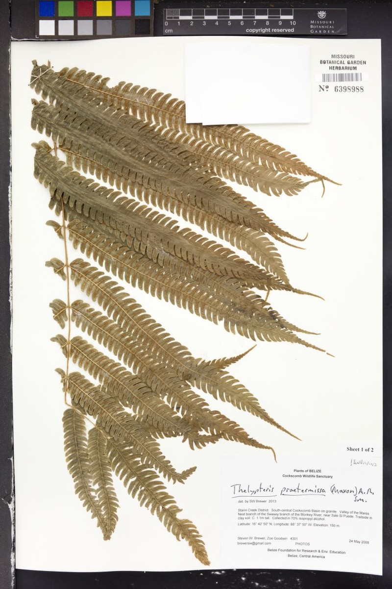 Thelypteris praetermissa photo 3