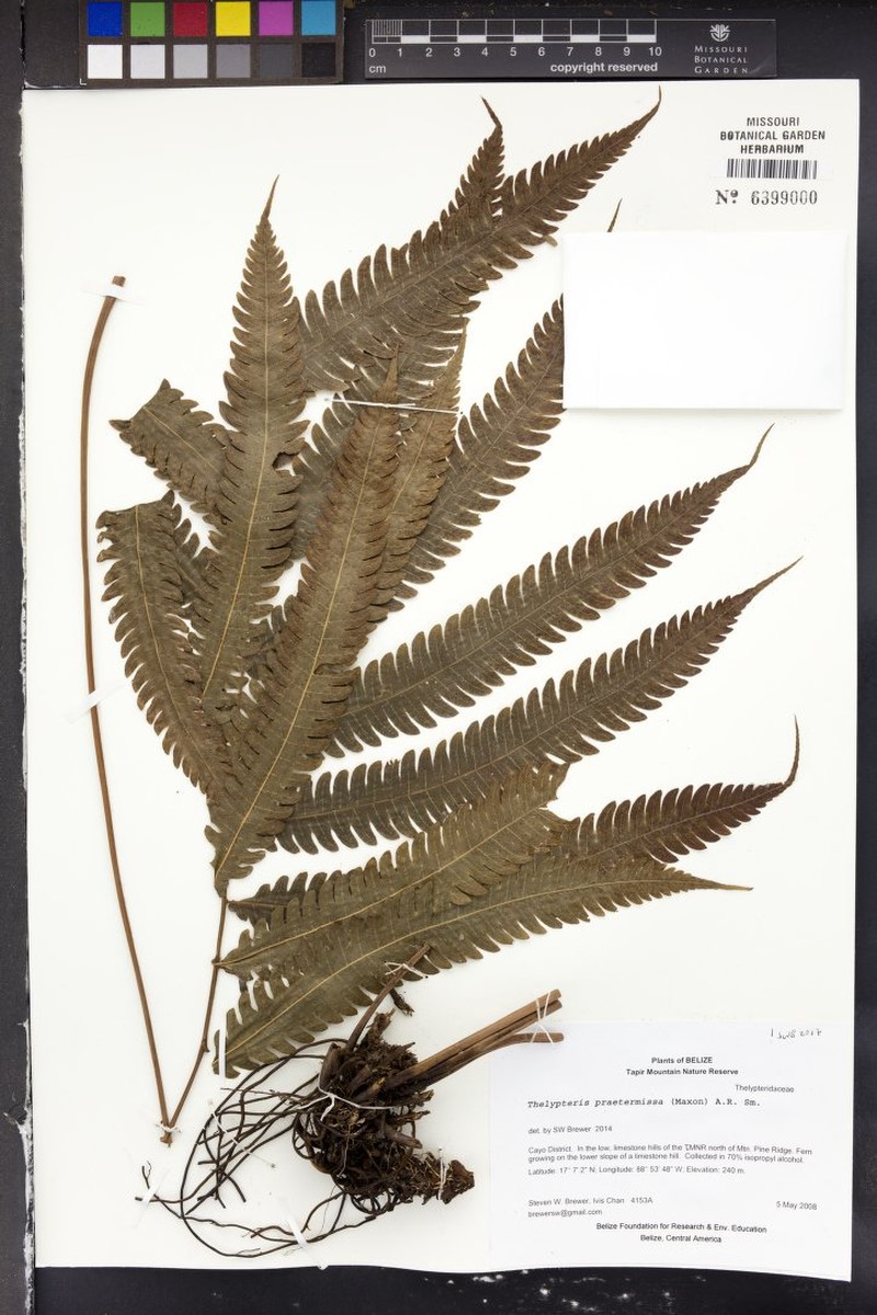 Thelypteris praetermissa photo 4