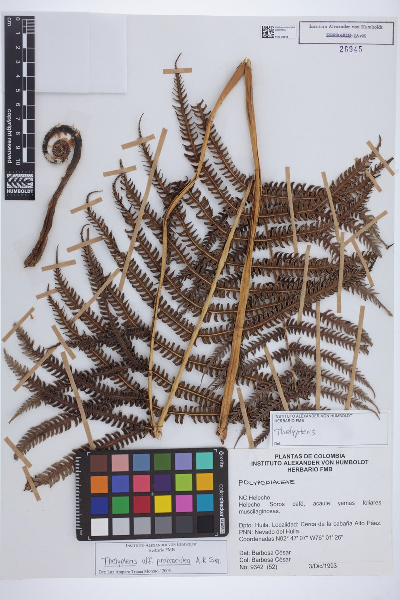 Thelypteris proboscidea