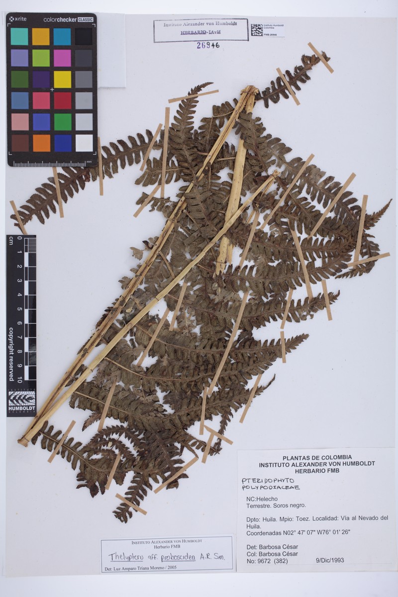 Thelypteris proboscidea photo 2