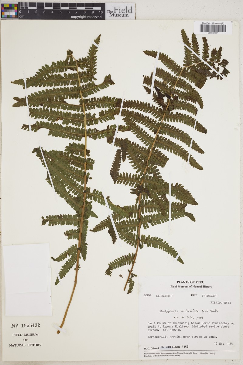 Thelypteris proboscidea photo 3