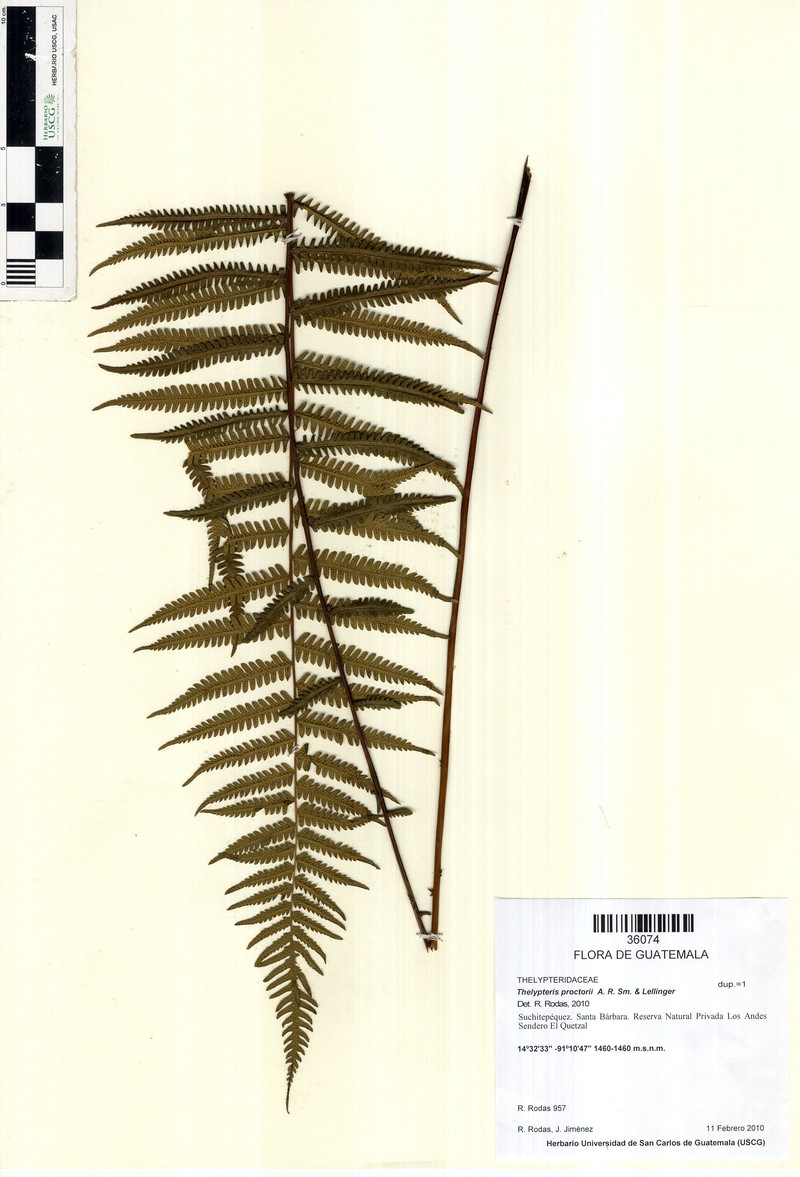 Thelypteris proctorii